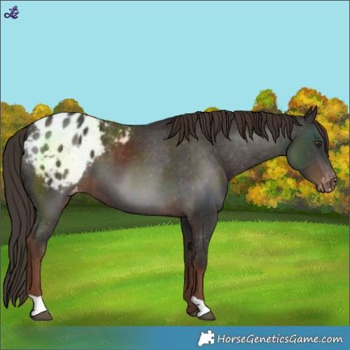 Horse Color:Liver Chestnut Blanket 