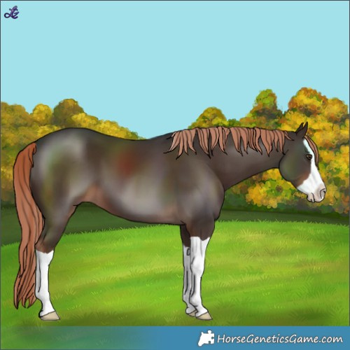 Horse Color:Liver Chestnut Splash 