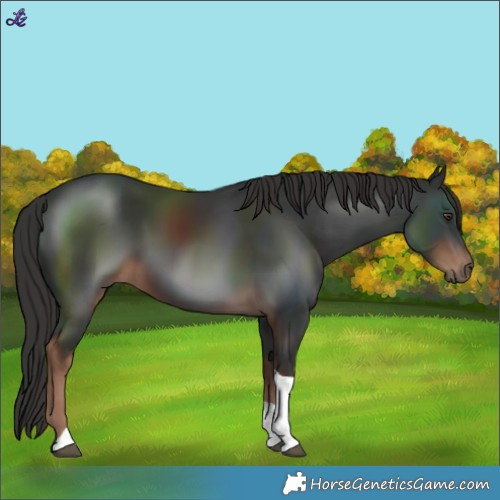 Horse Color:Liver Chestnut Tobiano 
