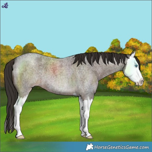Horse Color:Liver Red Roan Splash 