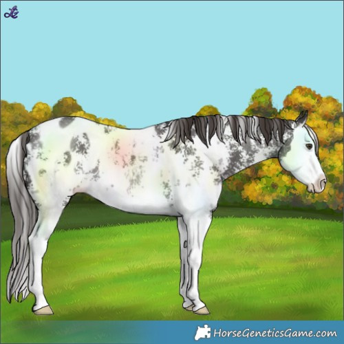 Horse Color:Liver Chestnut Sabino Splash Blanket Rabicano 