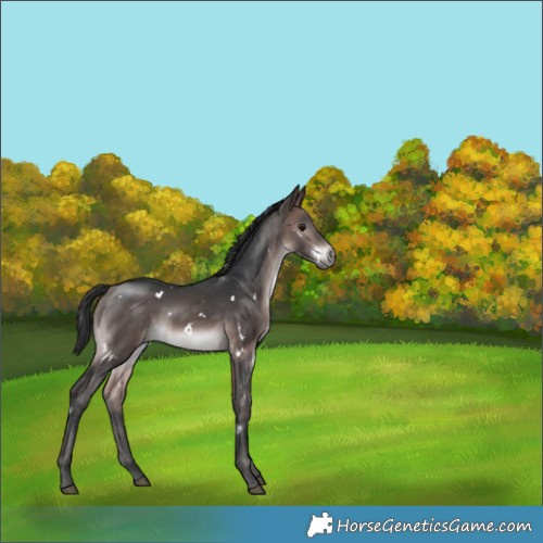 Horse Color:Platinum White Spotted Bay Rabicano 