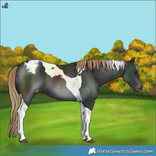 Horse Color:Liver Chestnut Tobiano Varnish 