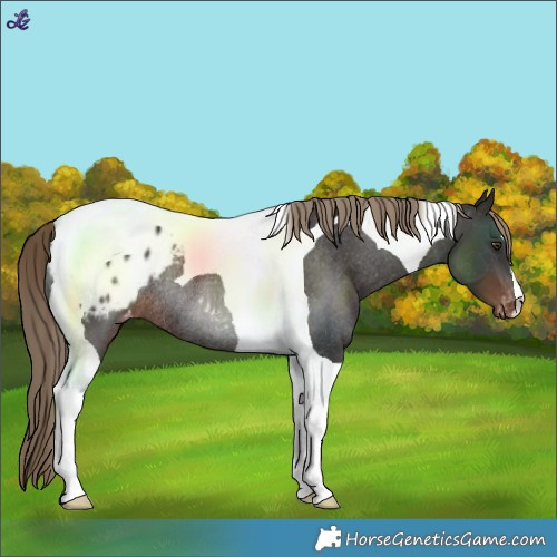 Horse Color:Liver Chestnut Tobiano Blanket Rabicano 