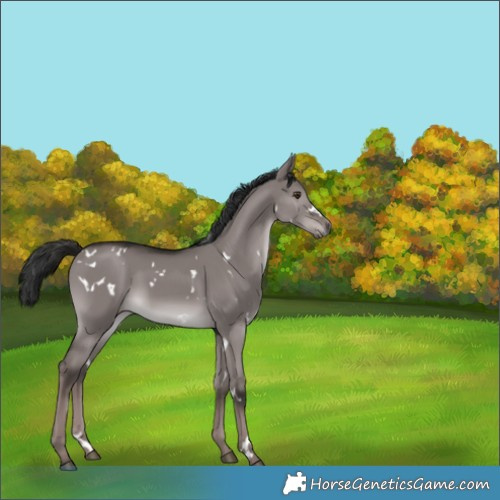 Horse Color:Platinum White Spotted Liver Red Dun Rabicano 