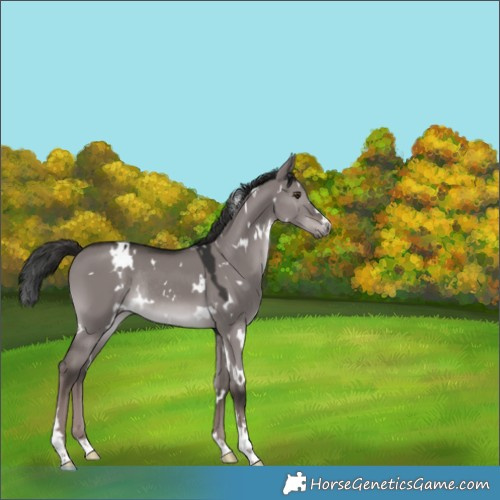 Horse Color:Platinum White Spotted Liver Red Dun Rabicano 