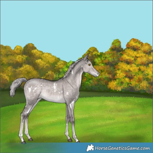 Horse Color:Platinum White Spotted Chocolate Palomino Dun Rabicano 