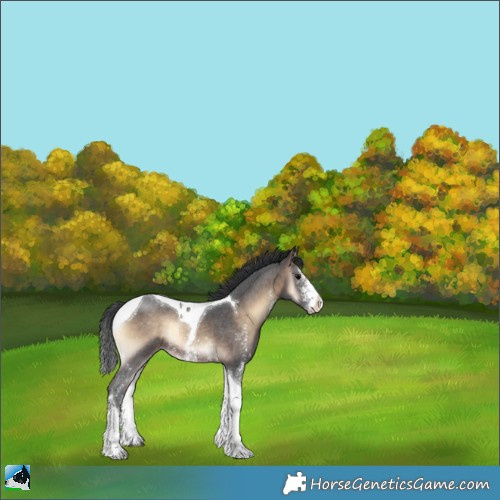 Horse Color:Brown Onyx Sabino Tobiano Rabicano 