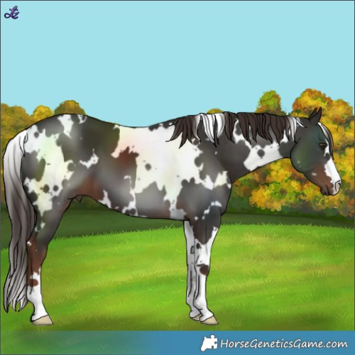 Horse Color:White Spotted Liver Chestnut 
