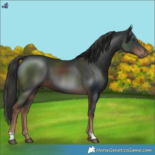 Horse Color:Liver Chestnut 