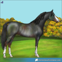 Horse Color:Liver Chestnut Rabicano