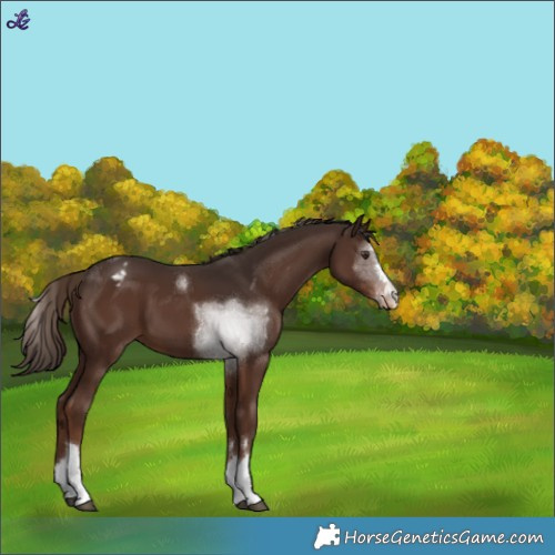 Horse Color:Liver Chestnut Appaloosa 
