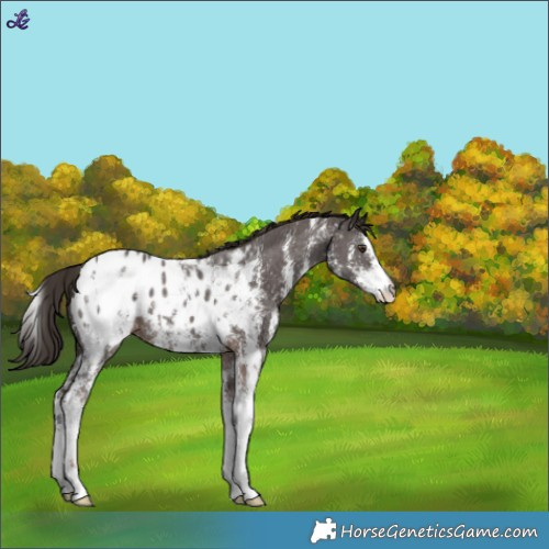 Horse Color:Liver Chestnut Sabino Appaloosa 