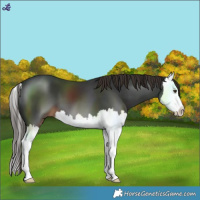 Horse Color:Liver Chestnut Splash