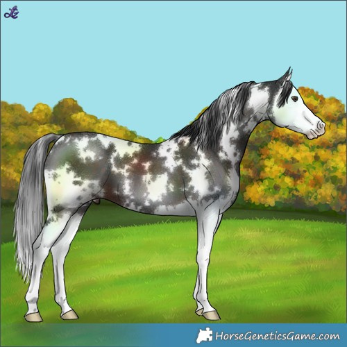 Horse Color:White Spotted Liver Chestnut Splash 