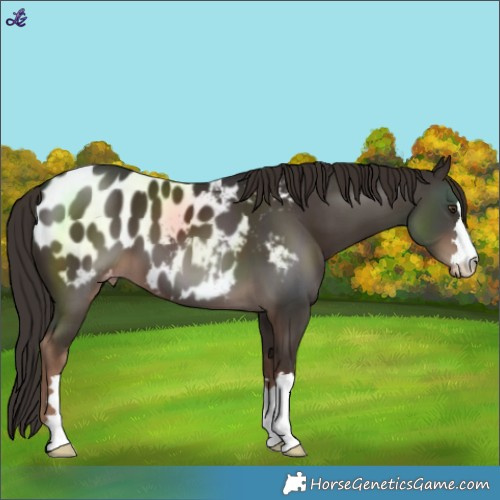Horse Color:Liver Chestnut Blanket 