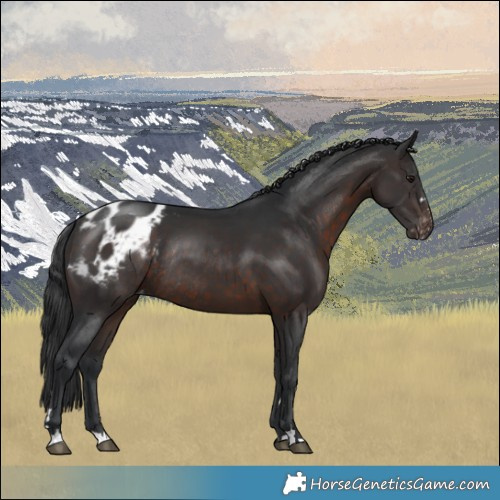 Horse Color:Brown Mushroom Appaloosa Rabicano