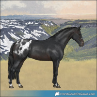 Horse Color:Brown Mushroom Appaloosa Rabicano 
