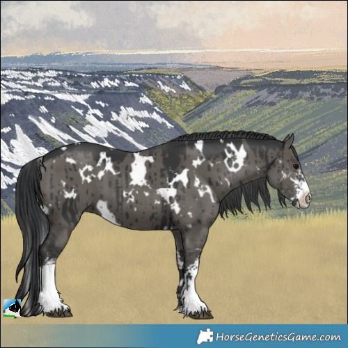 Horse Color:White Spotted Grullo Mushroom Sabino Brindle 