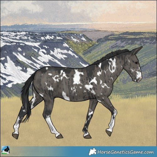 Horse Color:White Spotted Grullo Mushroom Sabino Brindle