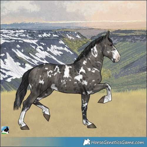 Horse Color:White Spotted Grullo Mushroom Sabino Brindle