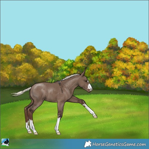 Horse Color:Liver Red Dun Mushroom 