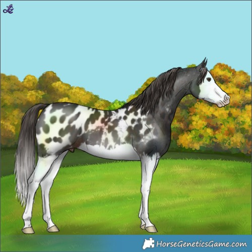 Horse Color:Liver Chestnut Splash Blanket 