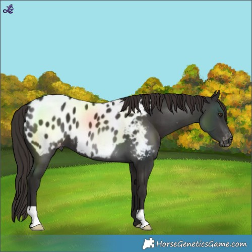 Horse Color:Liver Chestnut Near Leopard 