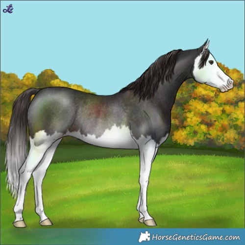Horse Color:Liver Chestnut Splash Rabicano 