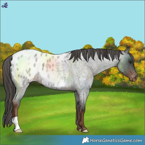 Horse Color:Liver Red Roan Blanket 