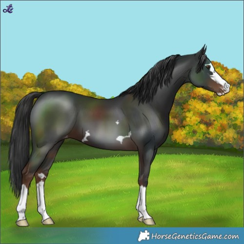 Horse Color:Liver Chestnut Varnish 