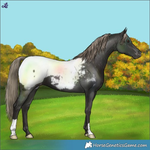 Horse Color:Liver Chestnut Near Fewspot 
