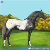 Horse Color:Liver Chestnut Near Fewspot 