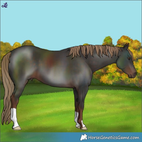 Horse Color:Liver Chestnut 