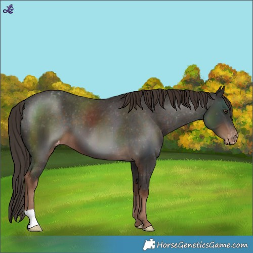 Horse Color:Liver Chestnut Varnish 