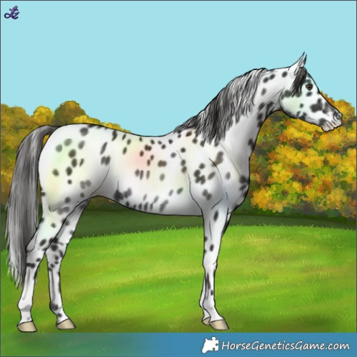 Horse Color:Liver Chestnut Leopard Rabicano 