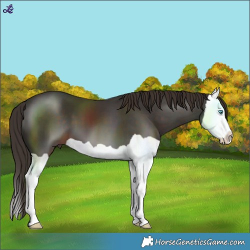 Horse Color:Liver Chestnut Splash 