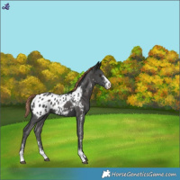Horse Color:Liver Chestnut Sabino Blanket 