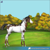 Horse Color:White Spotted Liver Chestnut Frame 