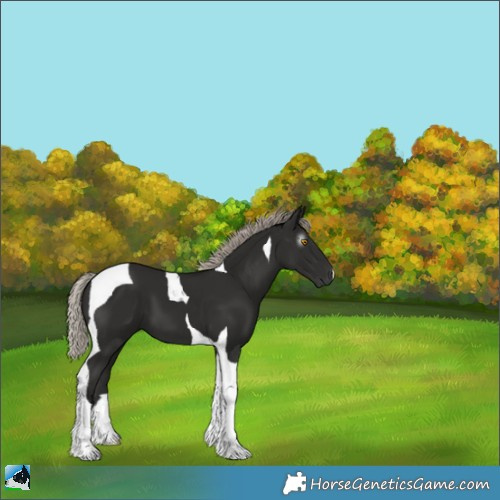 Horse Color:Gray Silver Black Tobiano 