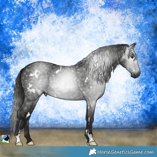 Horse Color:Gray White Spotted Black Rabicano 