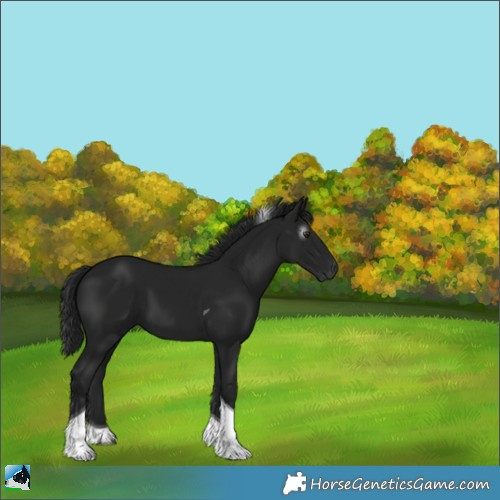 Horse Color:Gray Black Tobiano 
