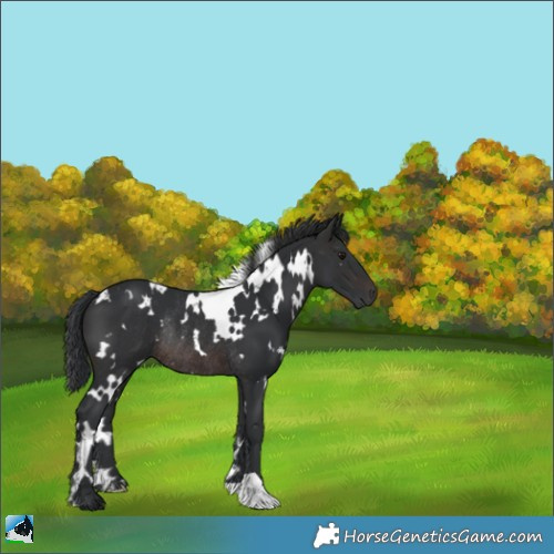 Horse Color:White Spotted Brown Rabicano 