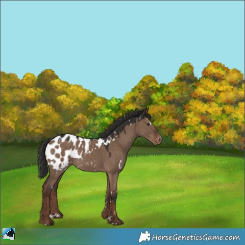 Horse Color:White Spotted Liver Red Dun Appaloosa 