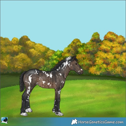 Horse Color:White Spotted Brown Dun Brindle 