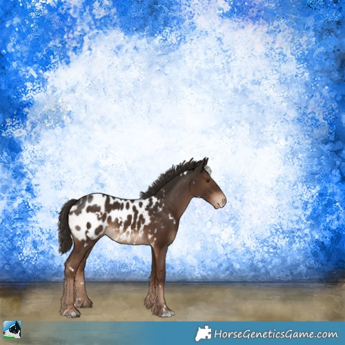 Horse Color:White Spotted Liver Chestnut Appaloosa 