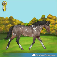 Horse Color:White Spotted Brown Dun Tobiano Appaloosa