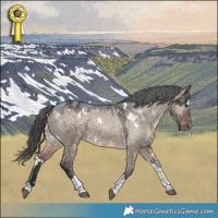 Horse Color:White Spotted Brown Dun Tobiano Appaloosa 