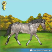 Horse Color:White Spotted Brown Dun Tobiano Appaloosa 
