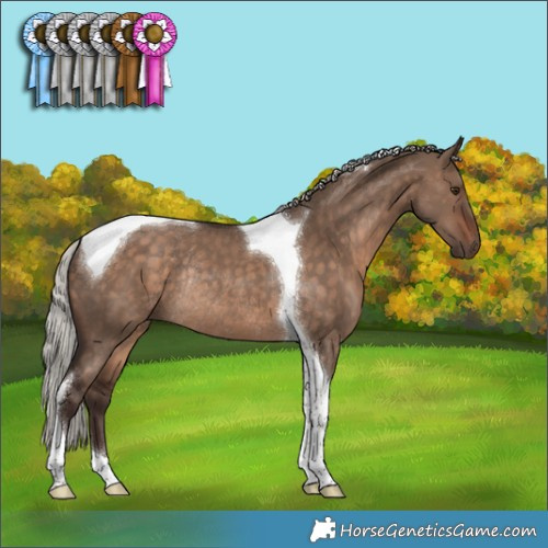 Horse Color:Silver Brown Dun Tobiano Rabicano 